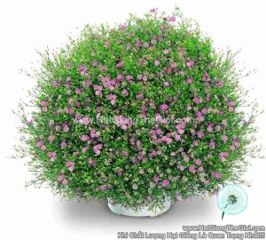 hat giong hoa baby breath trong chau gypsy pink