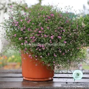 Hạt Giống Hoa Baby Breath Trồng Chậu GYPSY Rose