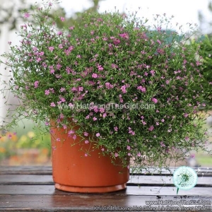 hat giong hoa baby breath trong chau gypsy rose