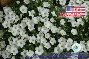 Hạt Giống Hoa Baby Breath Trắng (Gypsophila elegans)