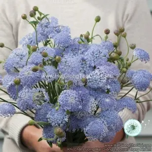 Hạt Giống Hoa Bèo Chùm Cắt Cành Blue