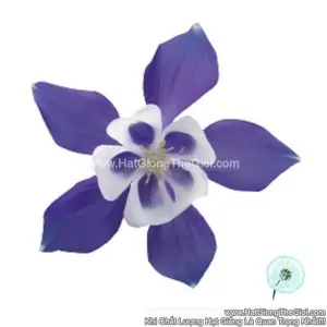 Hạt Giống Hoa Bồ Câu Lùn TG248 Blue White