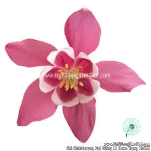 Hạt Giống Hoa Bồ Câu Lùn TG248 Rose White