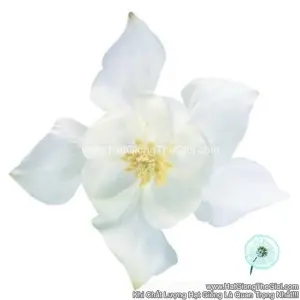 Hạt Giống Hoa Bồ Câu Lùn TG248 White