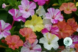 Hạt Giống Hoa Bông Phấn Bốn Giờ Cẩm Thạch Mix TG95