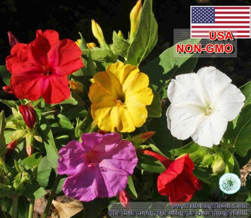 hat giong hoa bong phan bon gio   mix nhieu mau  mirabilis