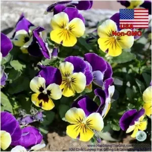 Hạt Giống Hoa Viola Bông Nhỏ Tím Nhảy (Viola cornuta)