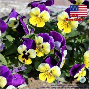 hat giong hoa viola bong nho tim nhay  viola cornuta
