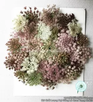 Hạt Giống Hoa Cà Rốt - Dara (Daucus carota)