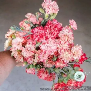 Hạt Giống Hoa Cẩm Chướng Cắt Cành Kép Clove
