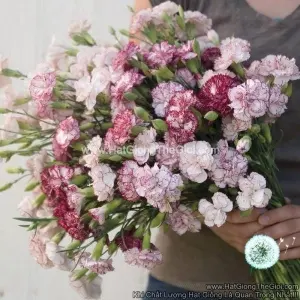 Hạt Giống Hoa Cẩm Chướng Cắt Cành Kép Cream Rose