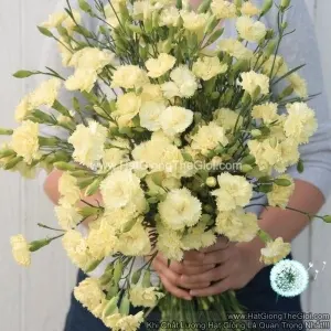Hạt Giống Hoa Cẩm Chướng Cắt Cành Kép Lemon