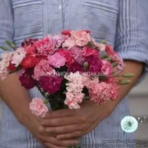 Hạt Giống Hoa Cẩm Chướng Cắt Cành Kép Picotee