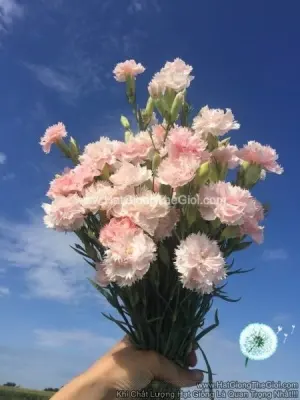 Hạt Giống Hoa Cẩm Chướng Cắt Cành Kép Shell Pink
