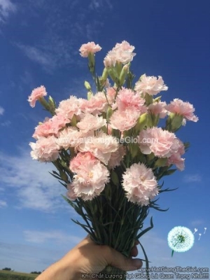 hat giong hoa cam chuong cat canh kep shell pink
