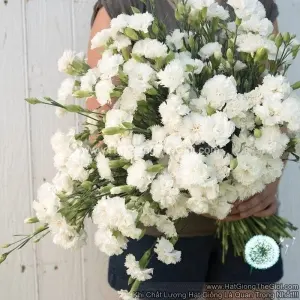 Hạt Giống Hoa Cẩm Chướng Cắt Cành Kép White