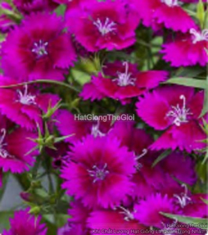 hat giong hoa cam chuong chum lun tg396 purple