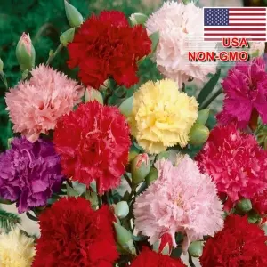 Hạt Giống Hoa Cẩm Chướng Kép - Mix (Dianthus caryophyllus)
