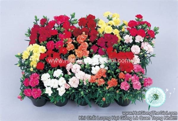 hat giong hoa cam chuong kep trong chau lillipot mix