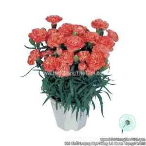 Hạt Giống Hoa Cẩm Chướng Kép Trồng Chậu LILLIPOT Orange