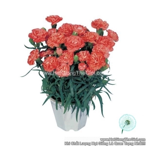 hat giong hoa cam chuong kep trong chau lillipot orange