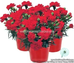 Hạt Giống Hoa Cẩm Chướng Kép Trồng Chậu LILLIPOT Scarlet