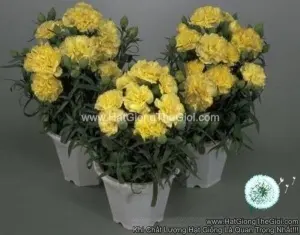 Hạt Giống Hoa Cẩm Chướng Kép Trồng Chậu LILLIPOT Yellow
