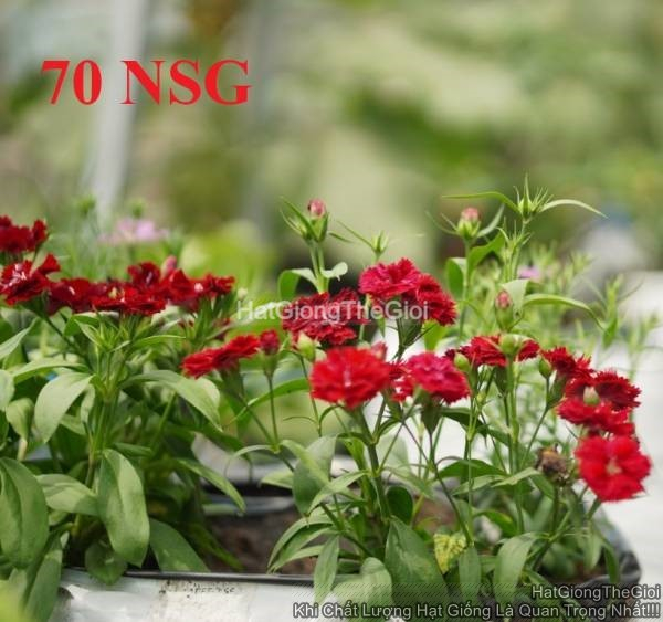 hat giong hoa cam chuong lun kep mix