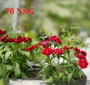 hat giong hoa cam chuong lun kep mix