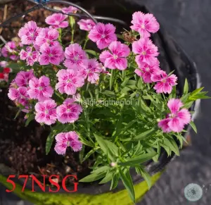Hạt Giống Hoa Cẩm Chướng Lùn TG306 Mix