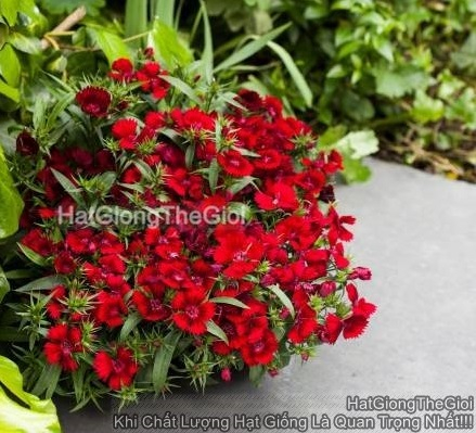 hat giong hoa cam chuong tg396 red