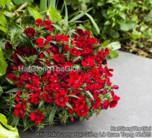 hat giong hoa cam chuong tg396 red