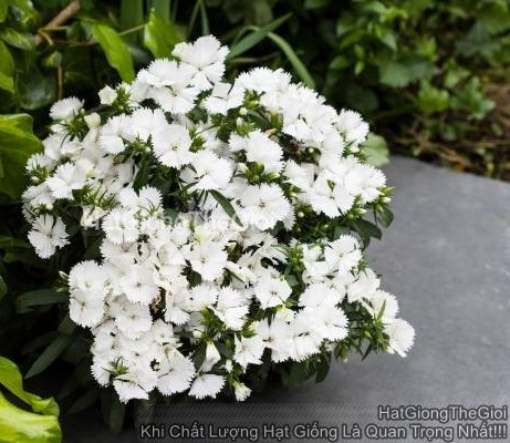 hat giong hoa cam chuong tg396 white
