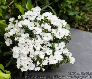 hat giong hoa cam chuong tg396 white
