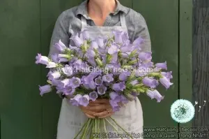 Hạt Giống Hoa Chuông Cắt Cành CHAMPION Lavender