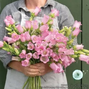 Hạt Giống Hoa Chuông Cắt Cành CHAMPION Pink