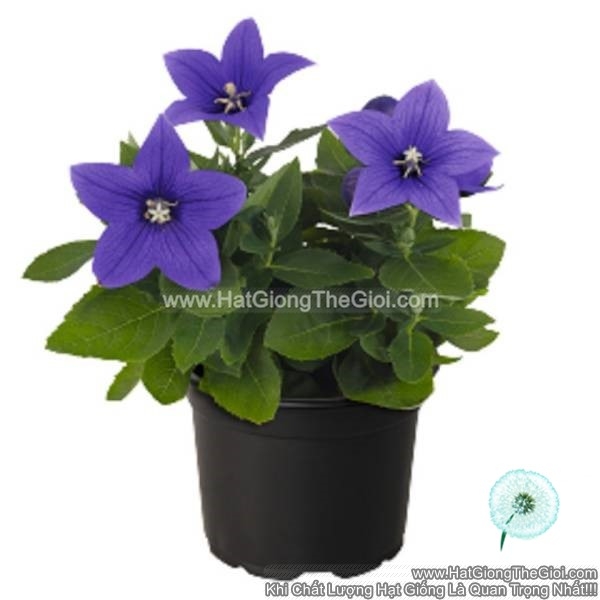 hat giong hoa chuong lun platycodon tg242 blue