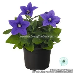 Hạt Giống Hoa Chuông Lùn Platycodon TG242 Blue