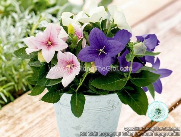 hat giong hoa chuong lun platycodon tg242 mix