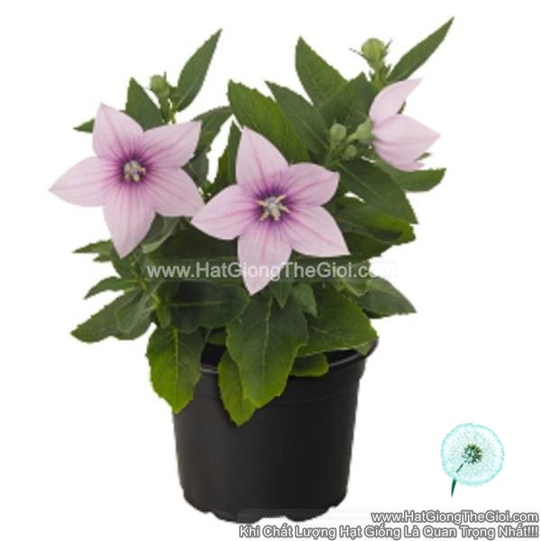 hat giong hoa chuong lun platycodon tg242 pink