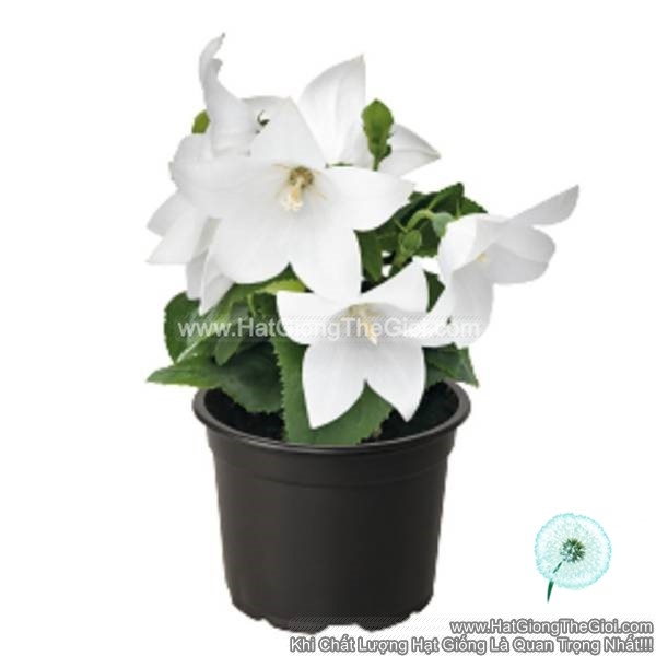 hat giong hoa chuong lun platycodon tg242 white