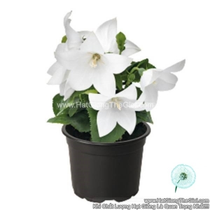 hat giong hoa chuong lun platycodon tg242 white
