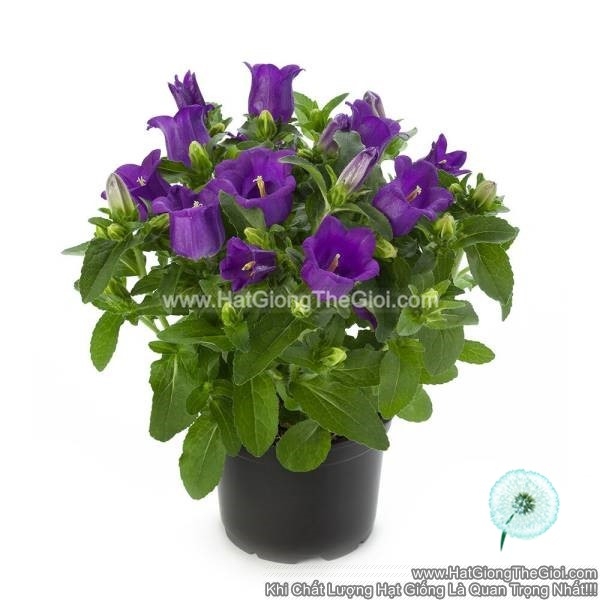 hat giong hoa chuong trong chau appeal deep blue