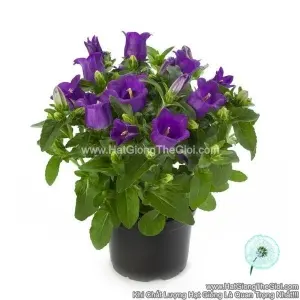 Hạt Giống Hoa Chuông Trồng Chậu APPEAL Deep Blue