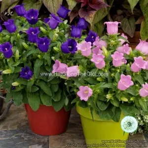 Hạt Giống Hoa Chuông Trồng Chậu APPEAL Mix