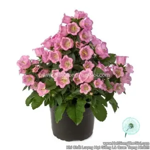 Hạt Giống Hoa Chuông Trồng Chậu APPEAL Pink