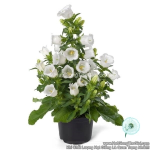 hat giong hoa chuong trong chau appeal white