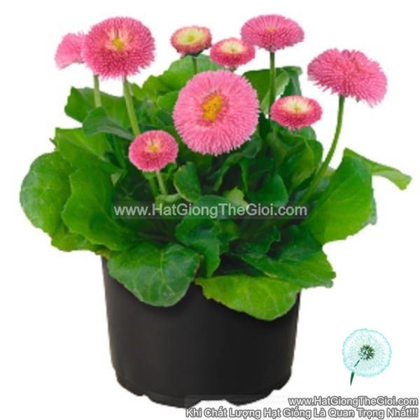 hat giong hoa cuc anh bellis f1pro tg239 pink
