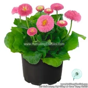 Hạt Giống Hoa Cúc Anh Bellis F1Pro TG239 Pink