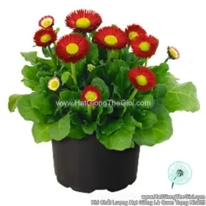 Hạt Giống Hoa Cúc Anh Bellis F1Pro TG239 Red